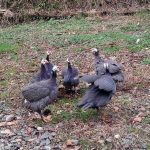 ექადიის ტყე-პარკში კოლხური ხოხობის დასაცავად ციცრები გაუშვეს